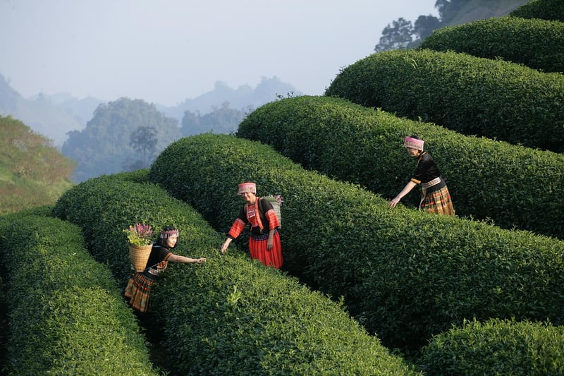 Culinary Travel Experiences