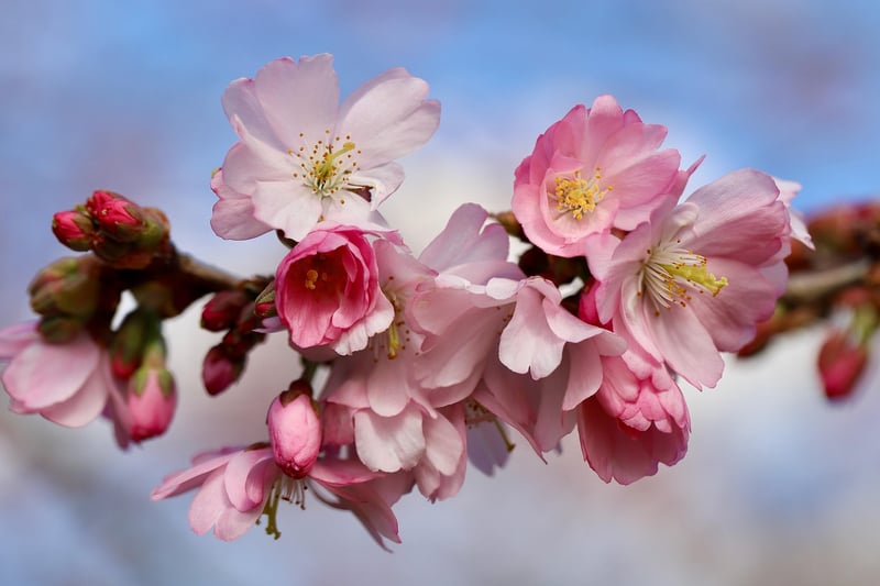 Cherry Blossom Festival