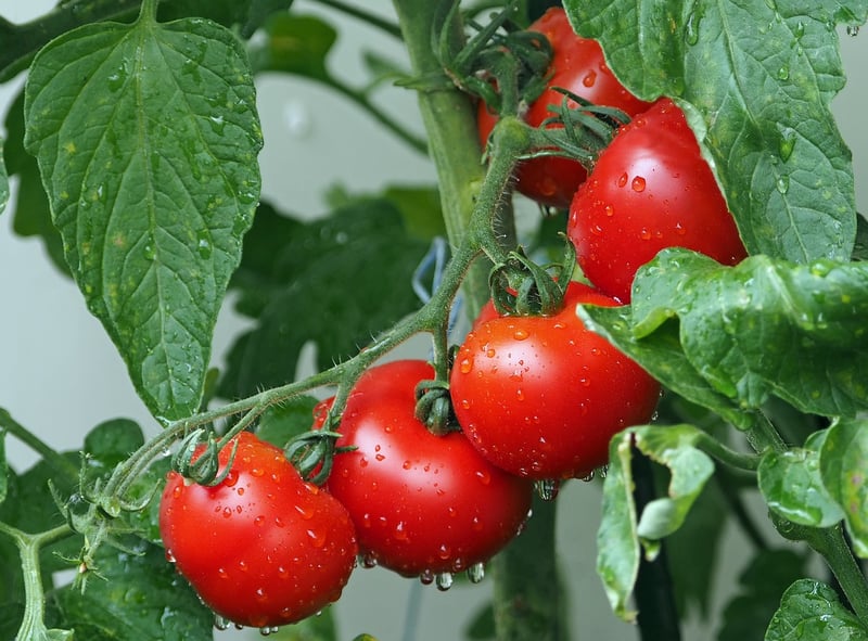 La Tomatina